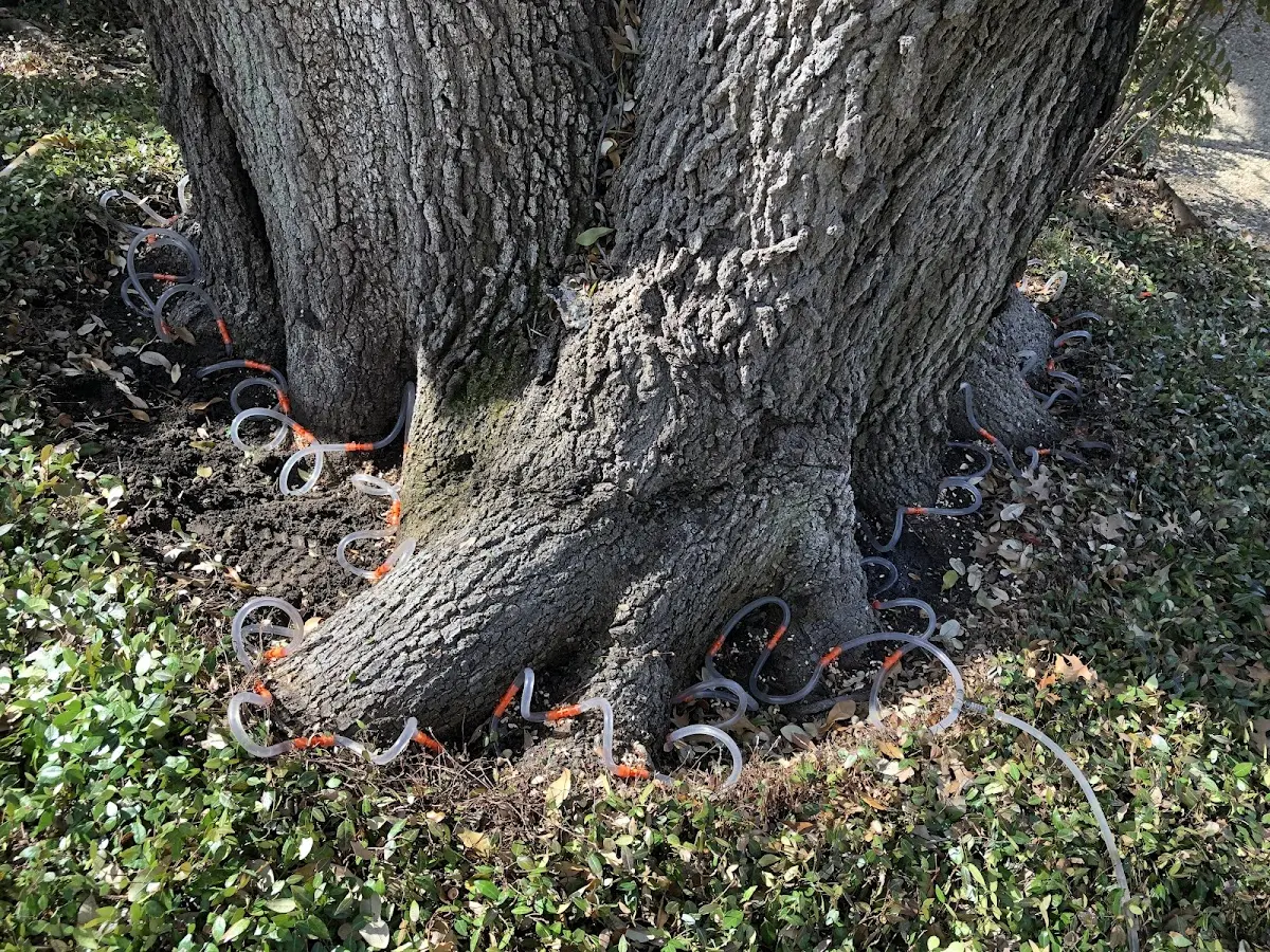 Detailed Tree Cabling and Bracing job site in Elk Grove Village