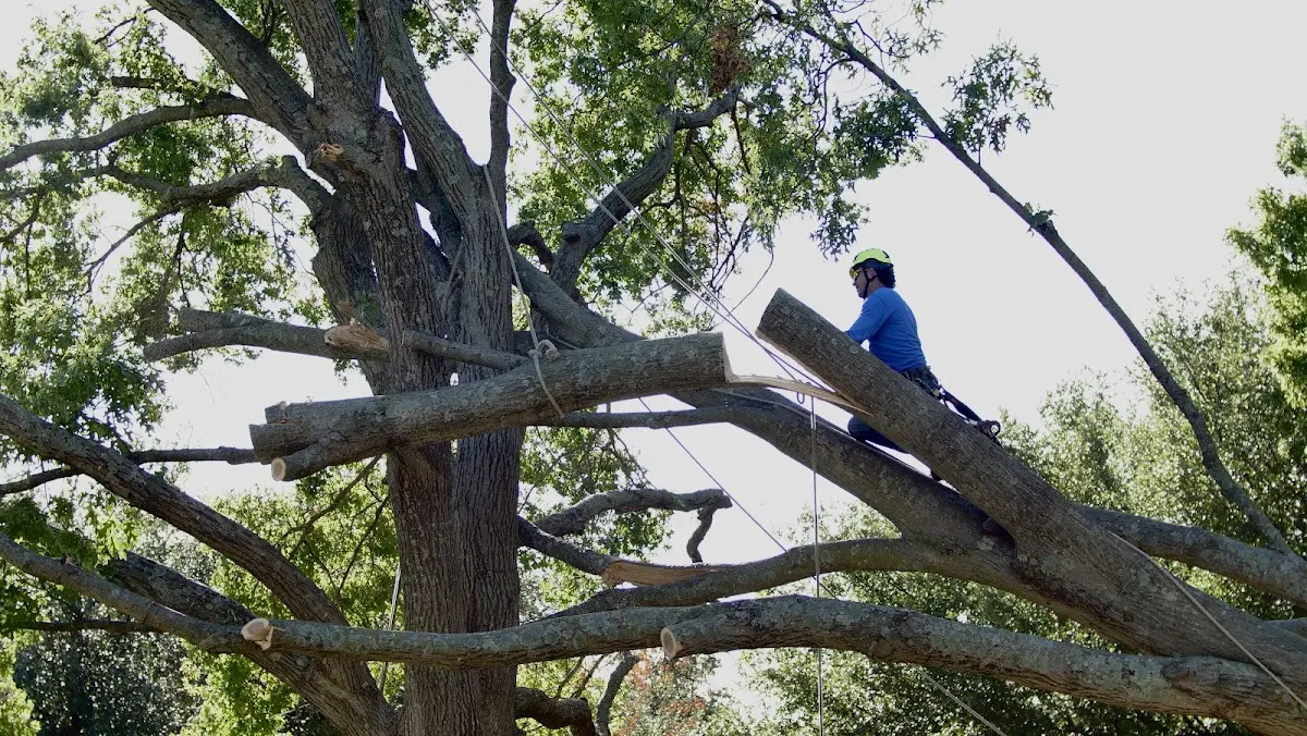 Professional Crown Thinning performed by certified arborists in Elk Grove Village