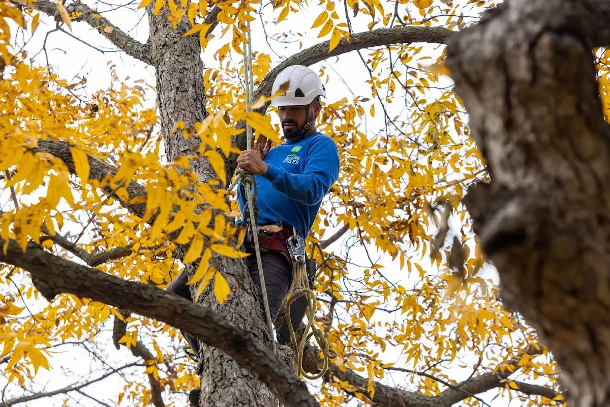 Skilled Tree Pruning crew working in Elk Grove Village